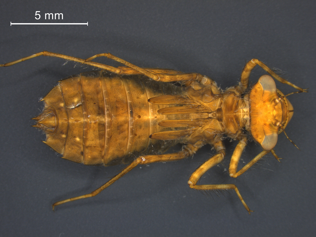 Leucorrhinia rubicunda